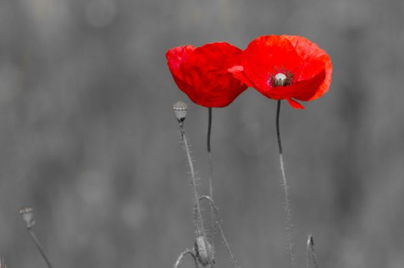 couple-de-coquelicots-sur-fond-gris-fleurs--b47902T650