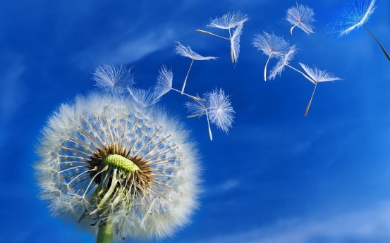 dandelion-flower